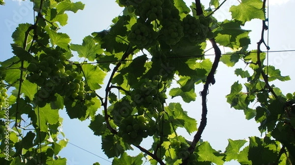 Fototapeta 日本のブドウ畑