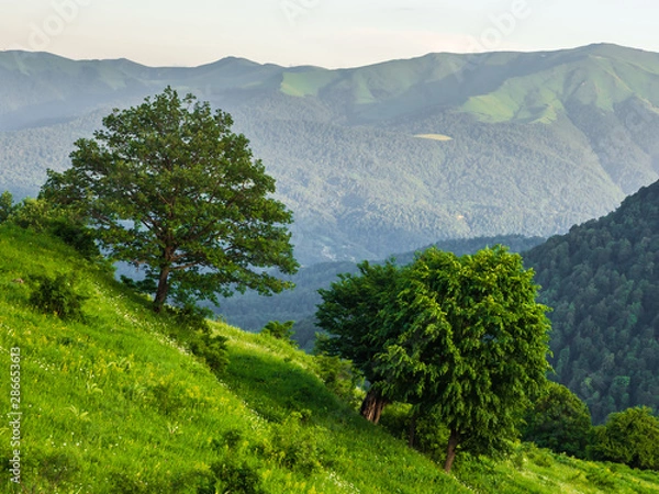 Fototapeta Beautiful summer mountain landscape with green trees on a hillside.