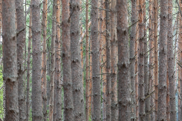 Fototapeta Pine forest. Slender row of trees