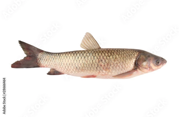 Obraz Carp family fish isolated on white background