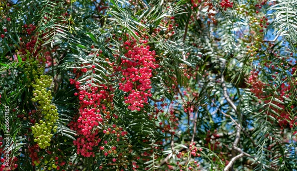 Obraz Up view on pink peppercorn tree on blue sky background. Pink pepper plant or Peruvian pepper tree in sunny summer day. 