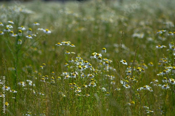 Fototapeta Glade of wild daisies during late summer