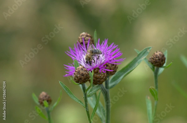 Obraz Bee on the violet flower, macro, blurred green yellow background