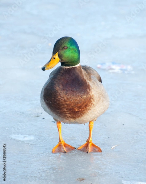 Obraz mallard adult duck on frozen lake