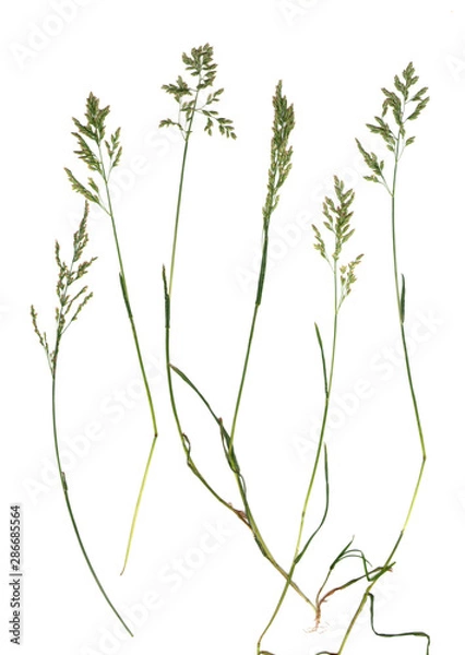 Fototapeta Green grass spikelet and leaves, isolated on white, close up