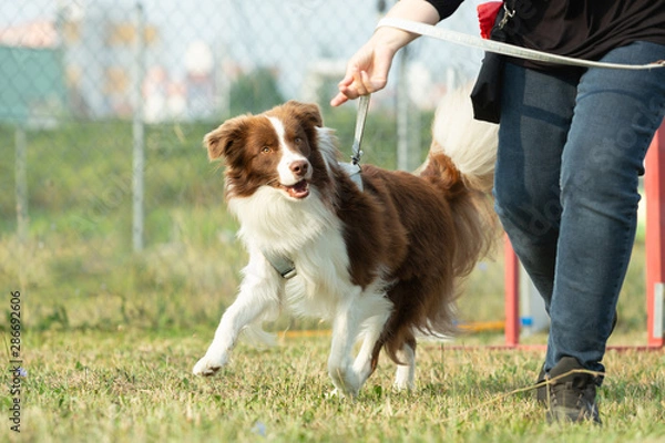 Fototapeta Owczarek australijski biegnie po zielonej łące w strefie dla psów lub psiej szkole.