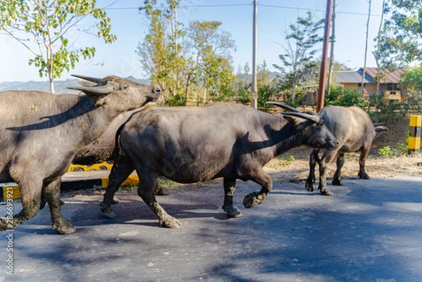 Obraz Sumba Buffalo