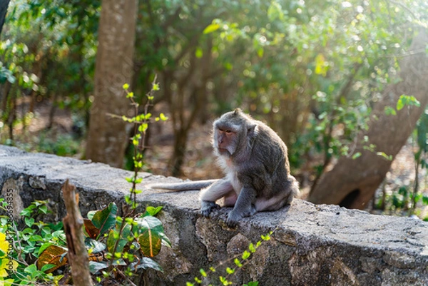 Obraz Uluwatu Temple Monkey  1