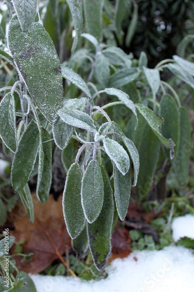 Obraz Winter: sage in the backyard.