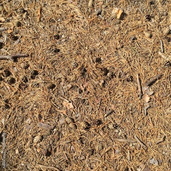 Obraz texture of wood