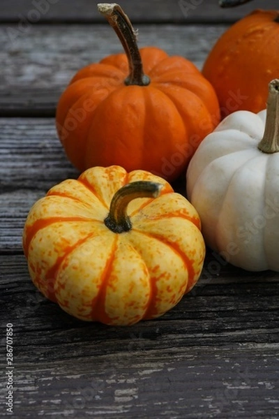 Obraz Fall Autumn pumpkins background with copy space, selective focus