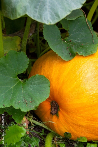 Fototapeta Pumpkin