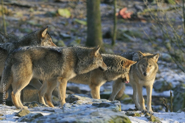 Obraz Wolfs in a zoological park