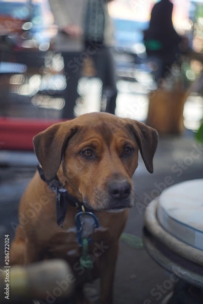 Fototapeta CLOSE UP DOGS 