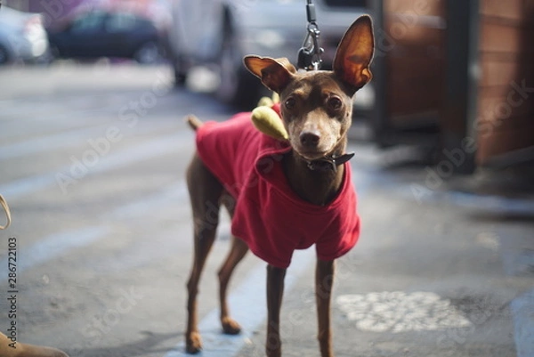 Fototapeta CLOSE UP DOGS 