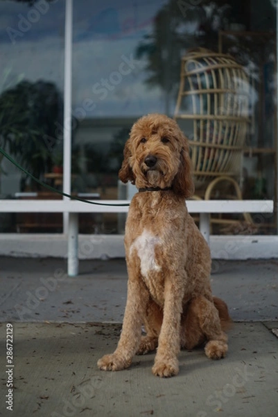 Fototapeta CLOSE UP DOGS 