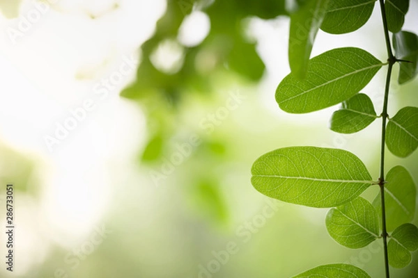 Fototapeta Close up of nature view green leaf on blurred greenery background under sunlight with bokeh and copy space using as background natural plants landscape, ecology wallpaper concept.