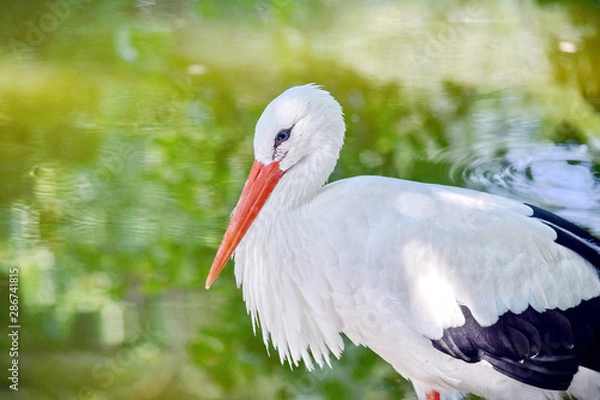 Obraz White Stork Side View Portrait in Pond