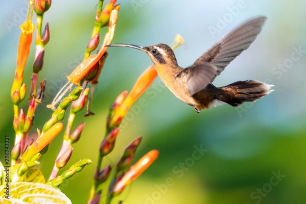 Fototapeta A Little Hermit Hummingbird feeding on the orange flowers of the Sanchezia bush in a tropical garden.