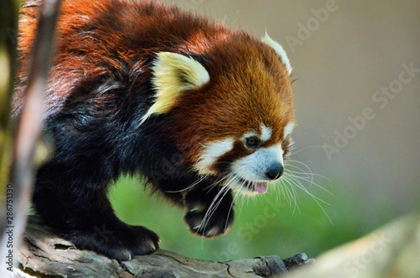 Obraz Adorable red panda on the prowl