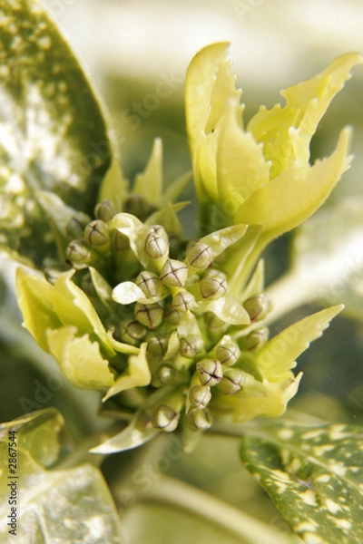Obraz aucuba japonica buds