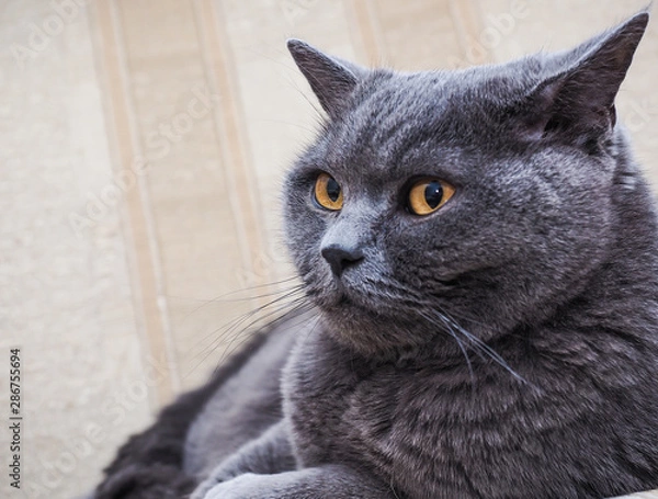 Obraz Beautiful British cat 