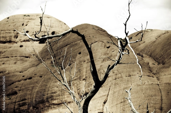 Obraz arboles secos en naranja