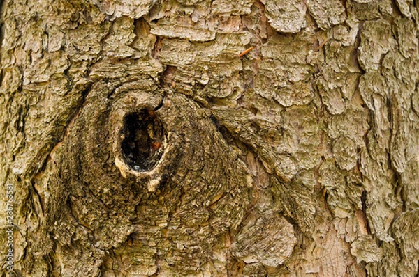 Fototapeta Wood texture. The texture of the wooden surface. Texture old wood.