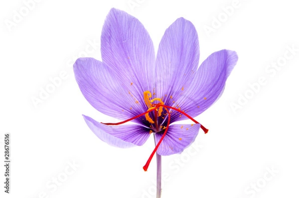 Obraz kwiat szafranu