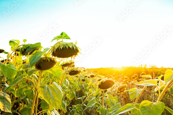 Fototapeta sunflower in the field