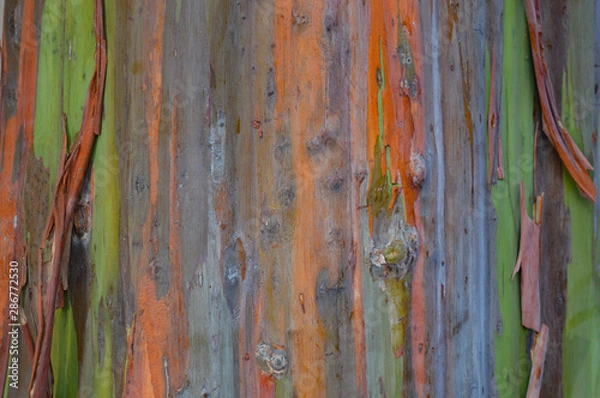 Obraz Rainbow Eucalyptus tree bark texture of beautiful greens, oranges, and greys