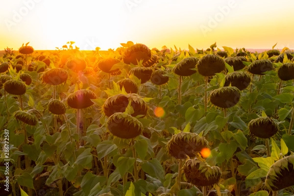 Fototapeta sunflowers at sunset
