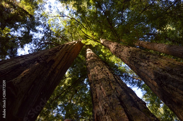Obraz Bottom-up view of the world's tallest trees - the Californian Redwoods - with the golden sun illuminating their leaves