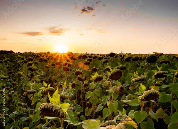 Fototapeta sunflowers at sunset