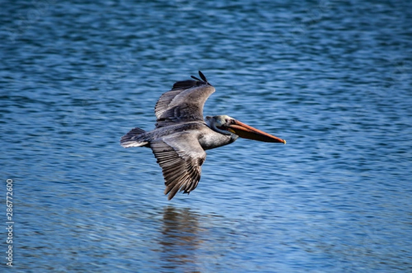 Obraz Pelican with open wings flying low over the ocean