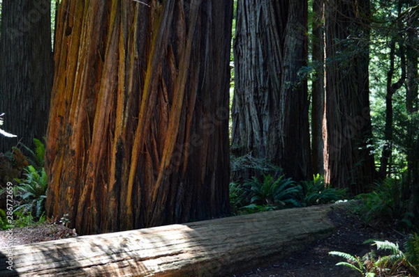 Obraz Light shining through the trunks of the Redwood Forest