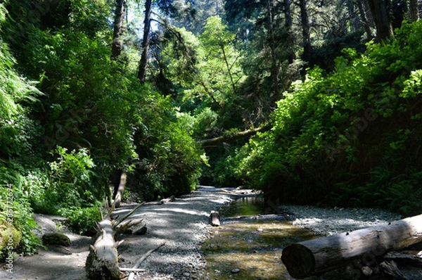 Obraz View from the belly of Fern Canyon in Redwoods National Park, California