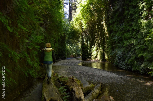 Obraz Hiker makes her way through the belly of Fern Canyon in Redwoods National Park, California