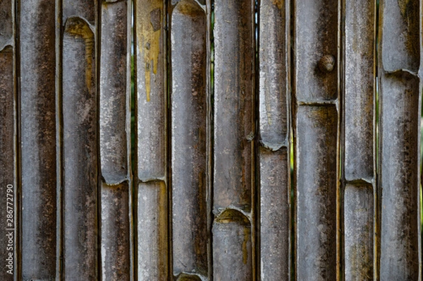 Obraz A tiny snail sits on a weathered bamboo fence 