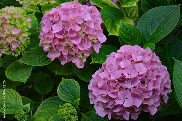 Obraz Close-up of three lush, pink hydrangea flowers in different stages of bloom