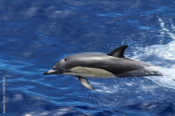Fototapeta Dolphin swimming and jumping in the ocean closeup. Common dolphin Delphinus delphis in natural habitat. Marine mammal in Norht Pacific ocean.