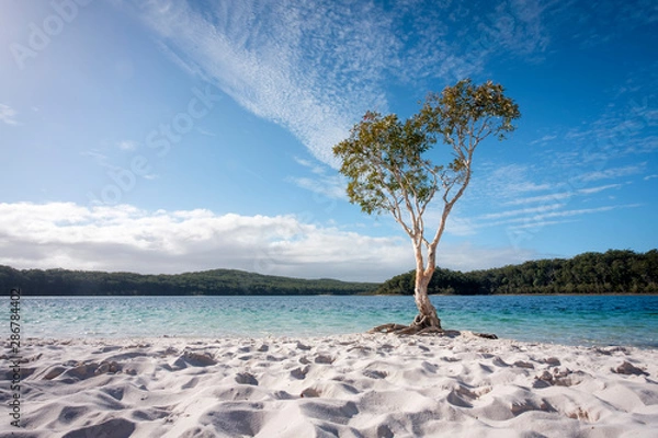 Obraz Drzewo z błękitną wodą i białym piaskiem nad jeziorem McKenzie Fraser Island Queensland Australia