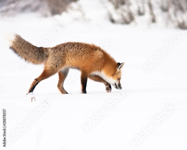 Fototapeta Red Fox