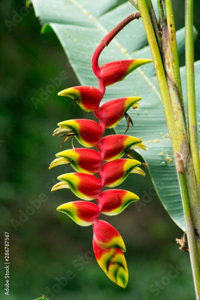 Obraz rbs hanging lobster claw