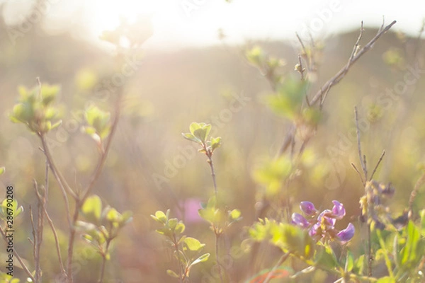 Obraz 草むらの花