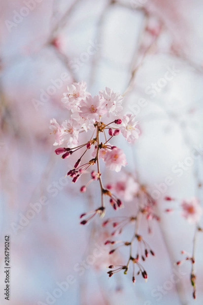 Obraz 枝垂れ桜