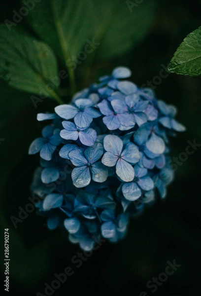 Obraz 露に濡れた紫陽花