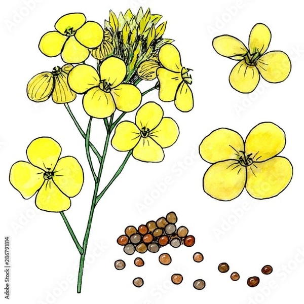 Fototapeta kanola flowers and seeds. Isolated on white background. watercolor sketch drawing