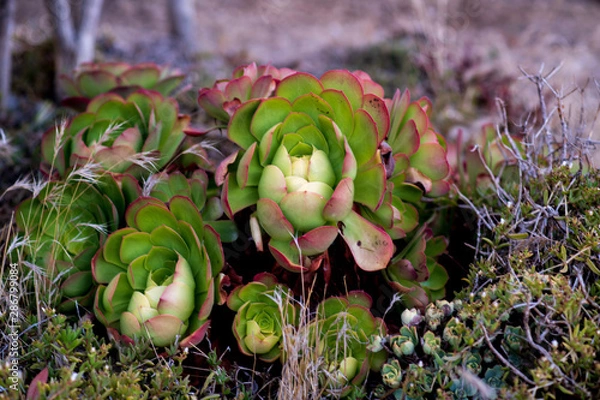 Fototapeta Succulent 