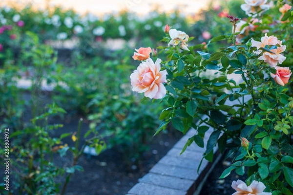 Fototapeta Peach Rose